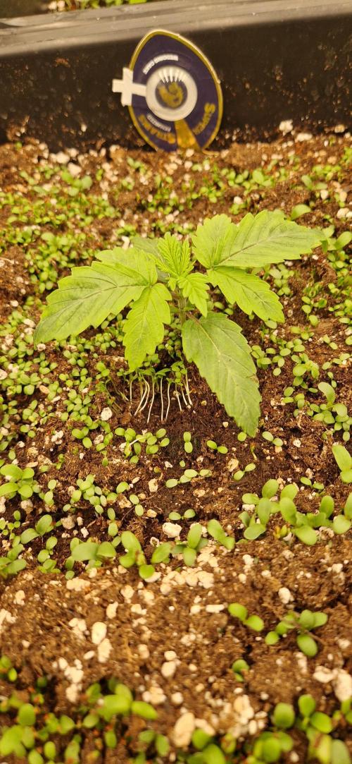 Wedding Cake Super Strains. Week 2 - 26.11