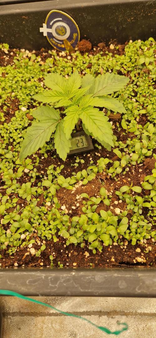 Wedding Cake Super Strains. Week 3 - 28.11