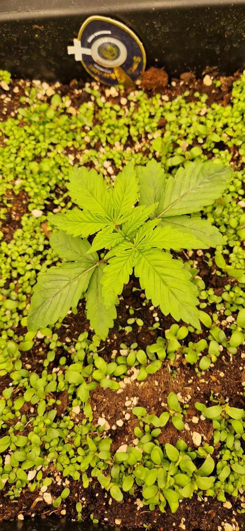 Wedding Cake Super Strains. Week 3