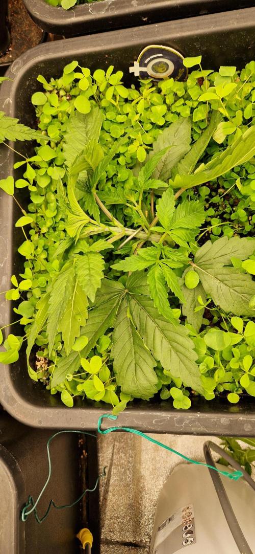 Wedding Cake Super Strains. Week 3