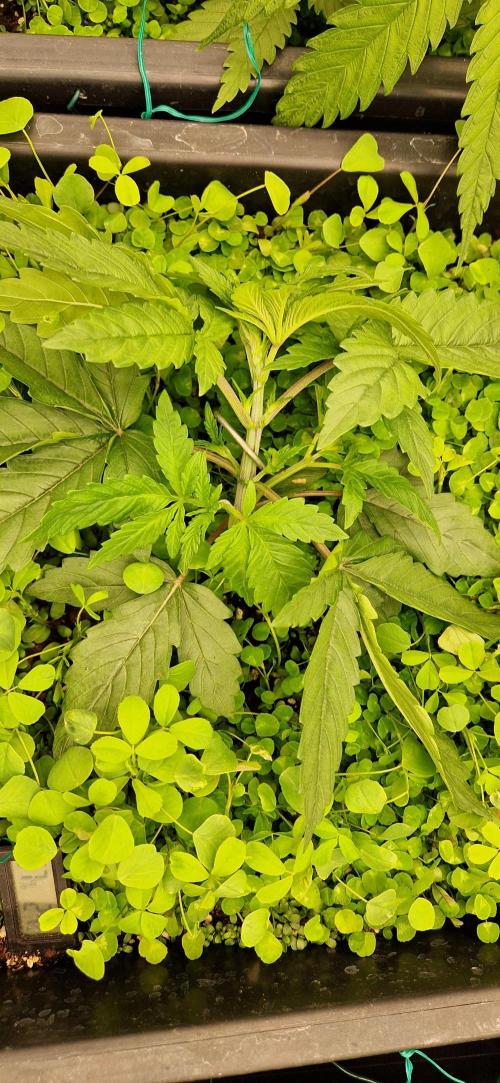 Wedding Cake Super Strains. Week 3