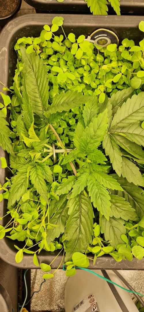 Wedding Cake Super Strains. Week 3