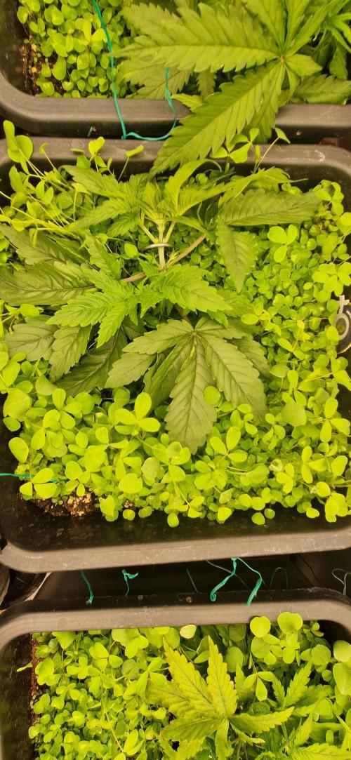 Wedding Cake Super Strains. Week 3 - 02.12