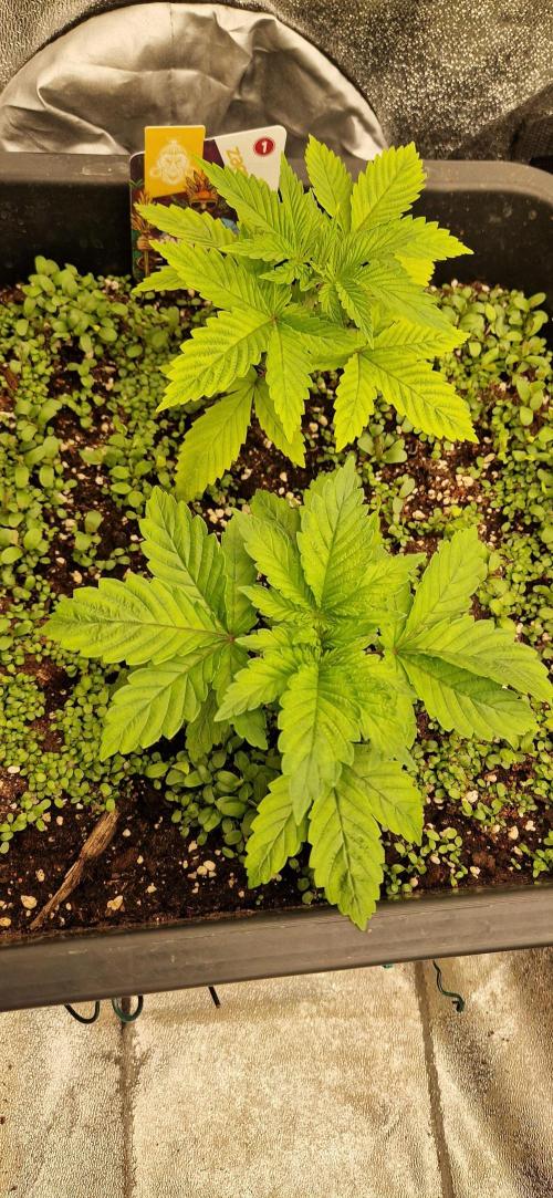 King Louis grow 2x. Week 4 - 28.11