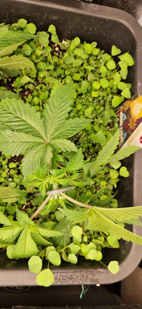 King Louis grow 2x. Week 4 - 01.12