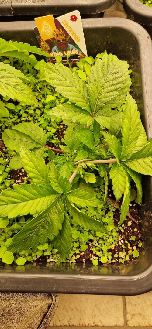 King Louis grow 2x. Week 4 - 01.12