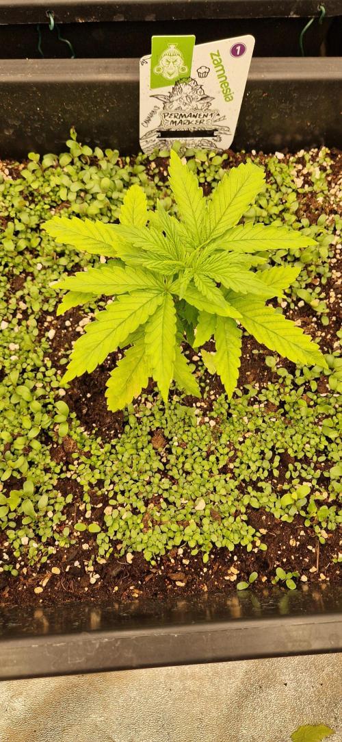 Projekt Permanent Marker 2x. Week 4 - 28.11