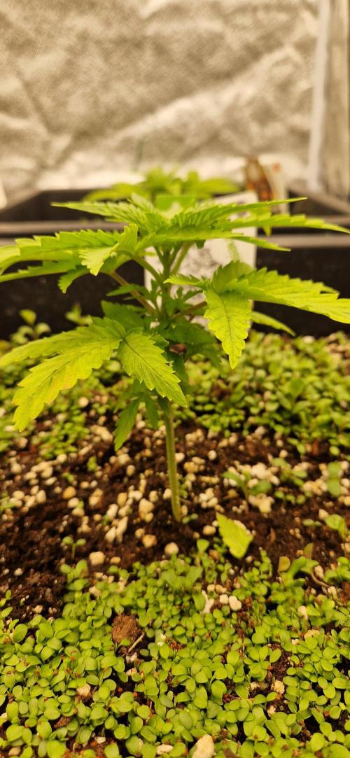 Projekt Permanent Marker 2x. Week 4 - 28.11