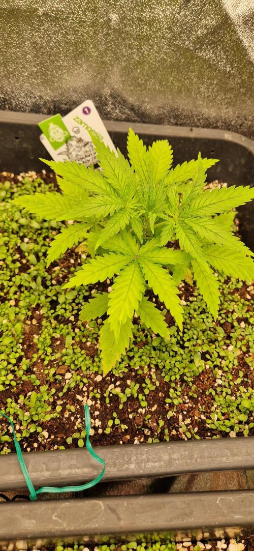 Projekt Permanent Marker 2x. Week 4 - 28.11