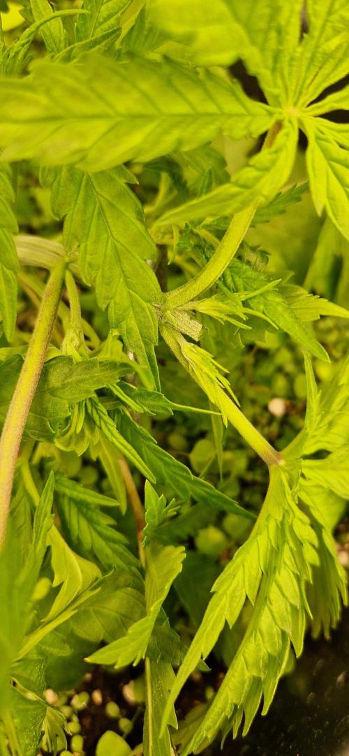 Projekt Permanent Marker 2x. Week 4 - 01.12 topping und LST