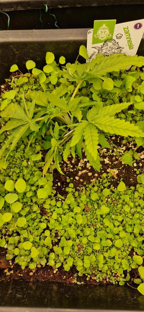 Projekt Permanent Marker 2x. Week 4 - 01.12