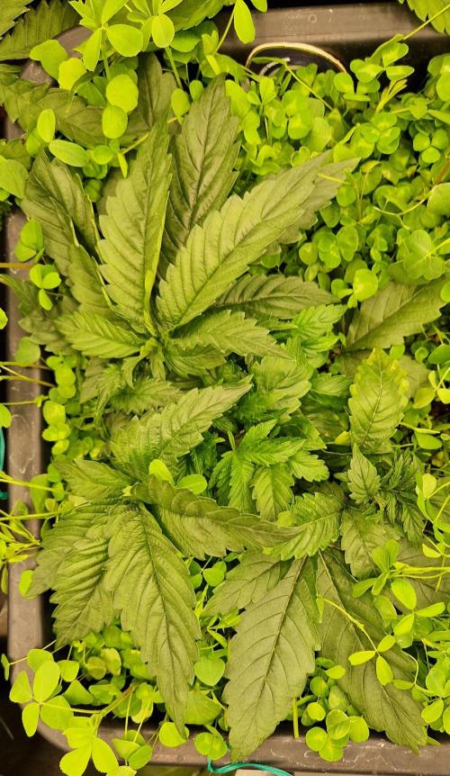 Wedding Cake Super Strains. Week 4 - 07.12