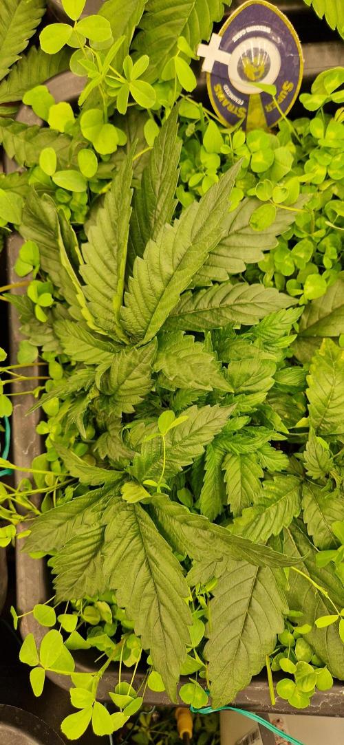 Wedding Cake Super Strains. Week 4 - 07.12