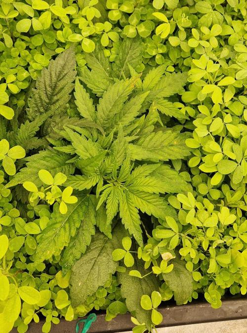 Wedding Cake Super Strains. Week 5 - 12.12