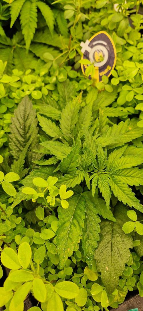 Wedding Cake Super Strains. Week 5 - 12.12