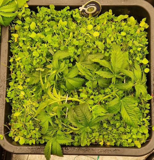 Wedding Cake Super Strains. Week 5 - 13.12