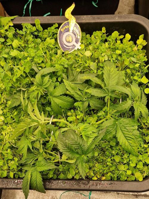 Wedding Cake Super Strains. Week 5 - 13.12