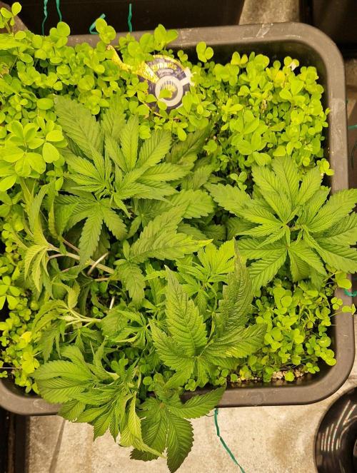 Wedding Cake Super Strains. Week 5 - 17.12