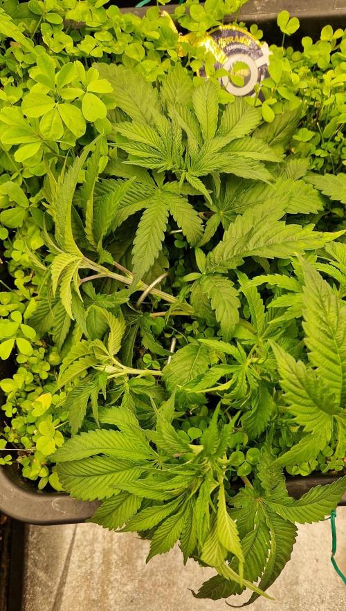 Wedding Cake Super Strains. Week 5 - 17.12