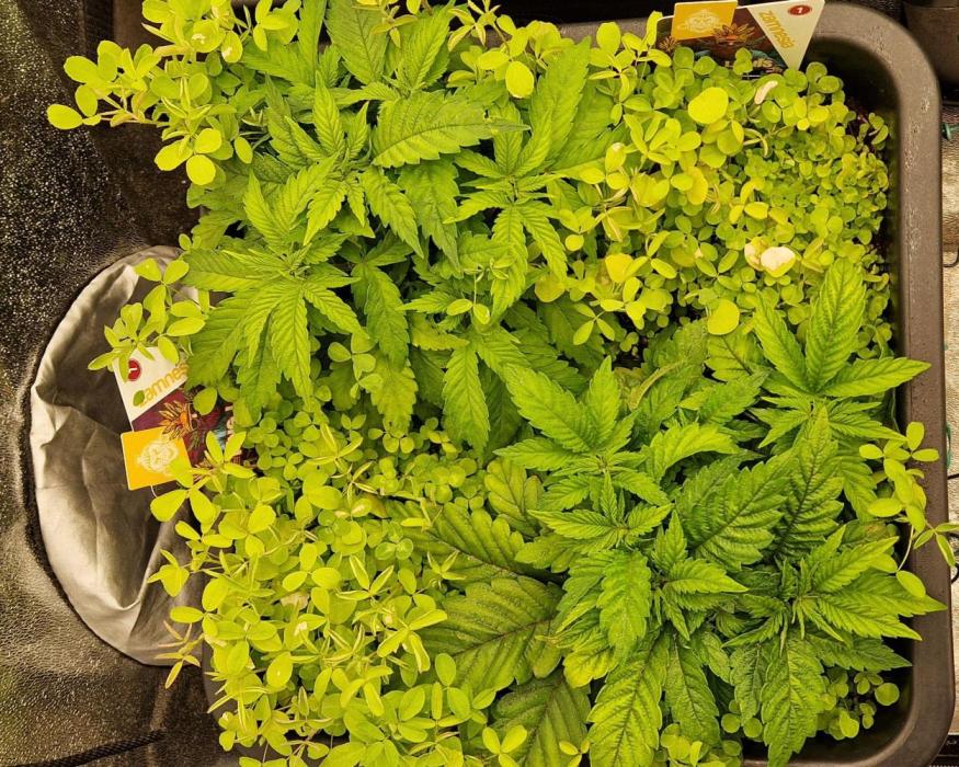 King Louis grow 2x. Week 5 - 10.12