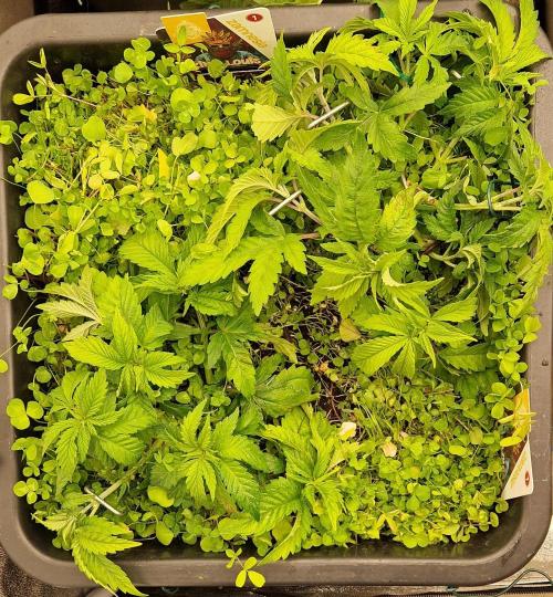 King Louis grow 2x. Week 6 - 13.12