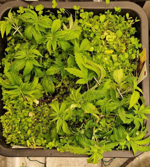 King Louis grow 2x. Week 6 - 13.12