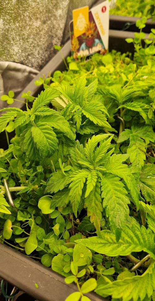 King Louis grow 2x. Week 6 - 13.12