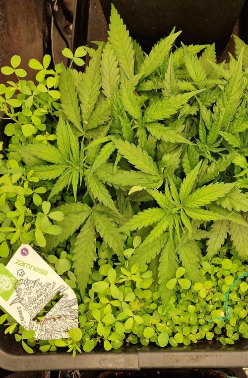 Projekt Permanent Marker 2x. Week 5 - 07.12