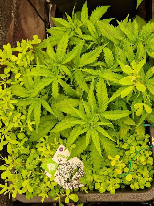 Projekt Permanent Marker 2x. Week 6 - 12.12