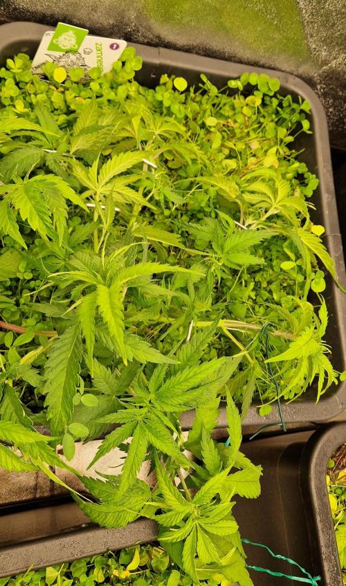 Projekt Permanent Marker 2x. Week 6 - 13.12