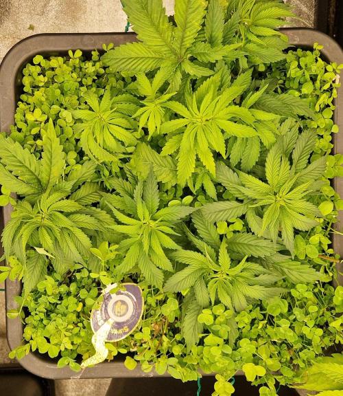 Wedding Cake Super Strains. Week 6 - 20.12