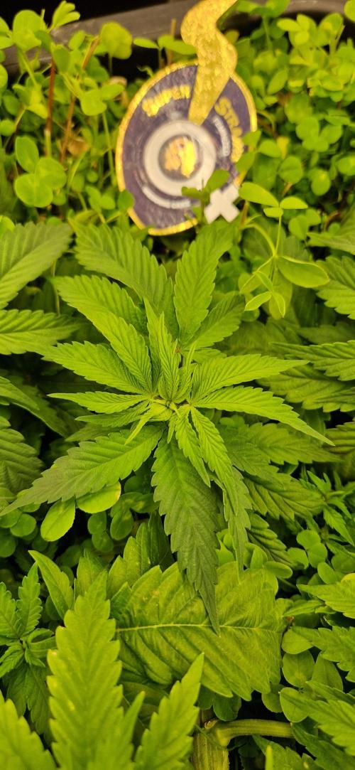 Wedding Cake Super Strains. Week 6 - 20.12