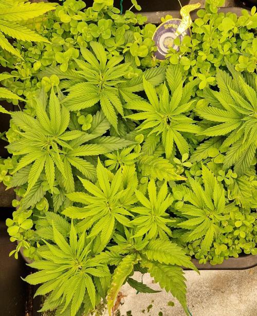 Wedding Cake Super Strains. Week 6 - 23.12