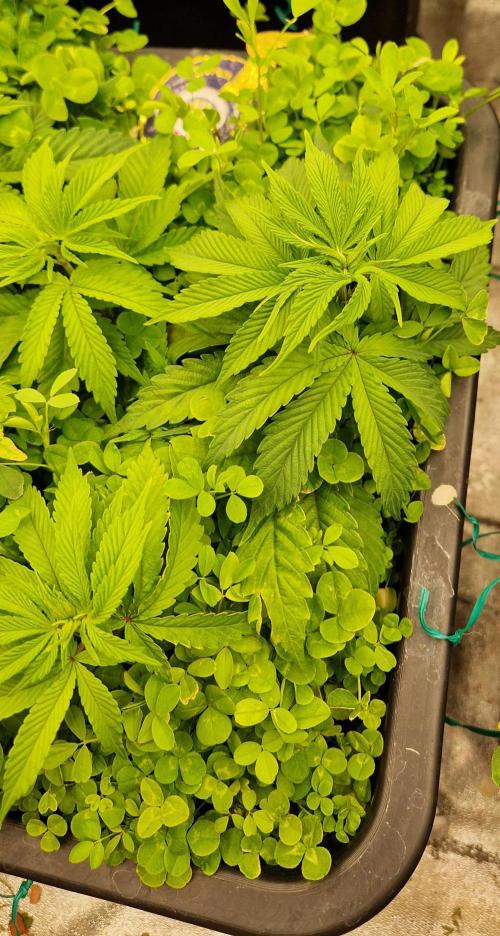 Wedding Cake Super Strains. Week 6 - 23.12