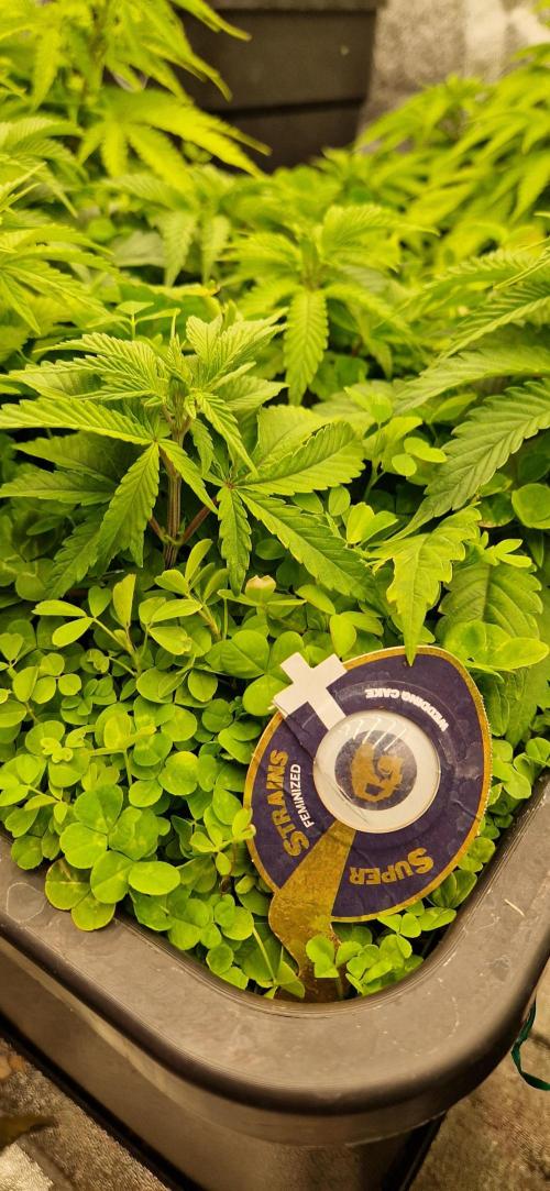 Wedding Cake Super Strains. Week 6 - 23.12