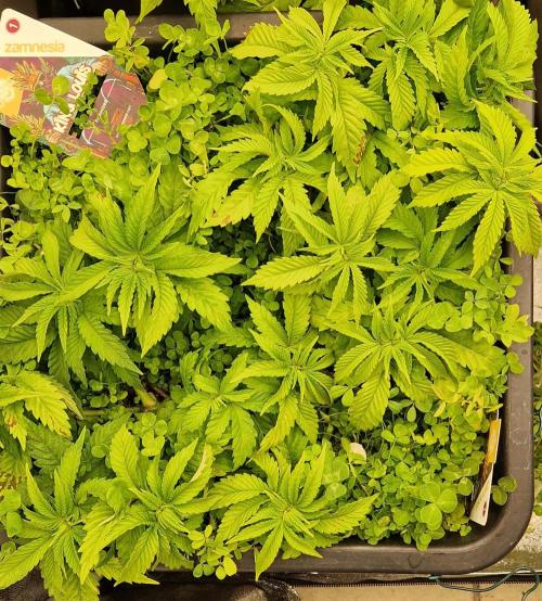 King Louis grow 2x. Week 7 - 20.12