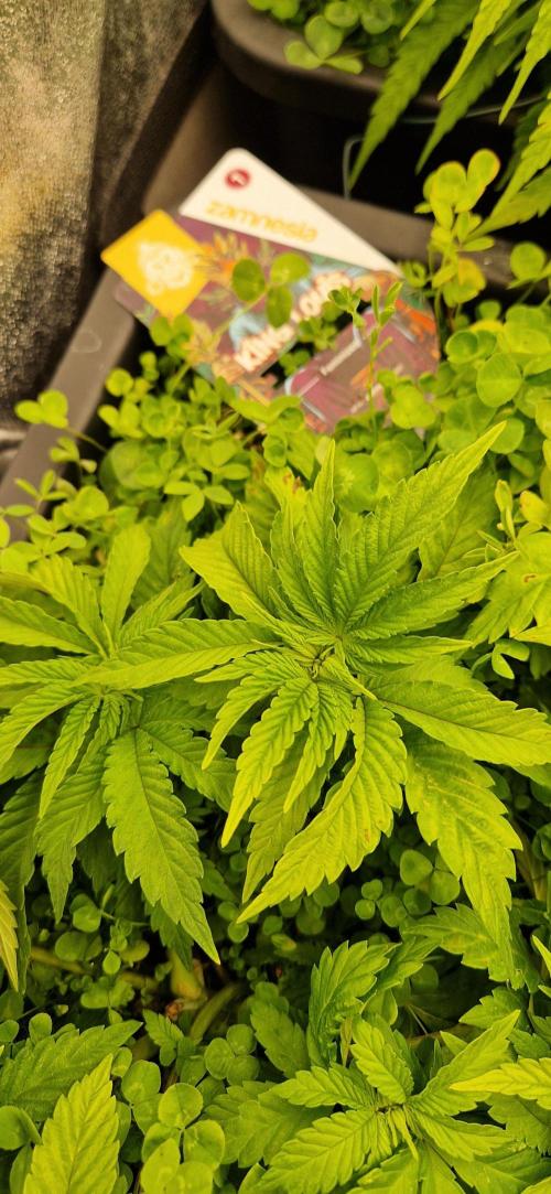 King Louis grow 2x. Week 7 - 20.12