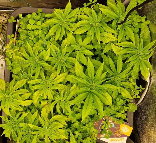 King Louis grow 2x. Week 7 - 23.12