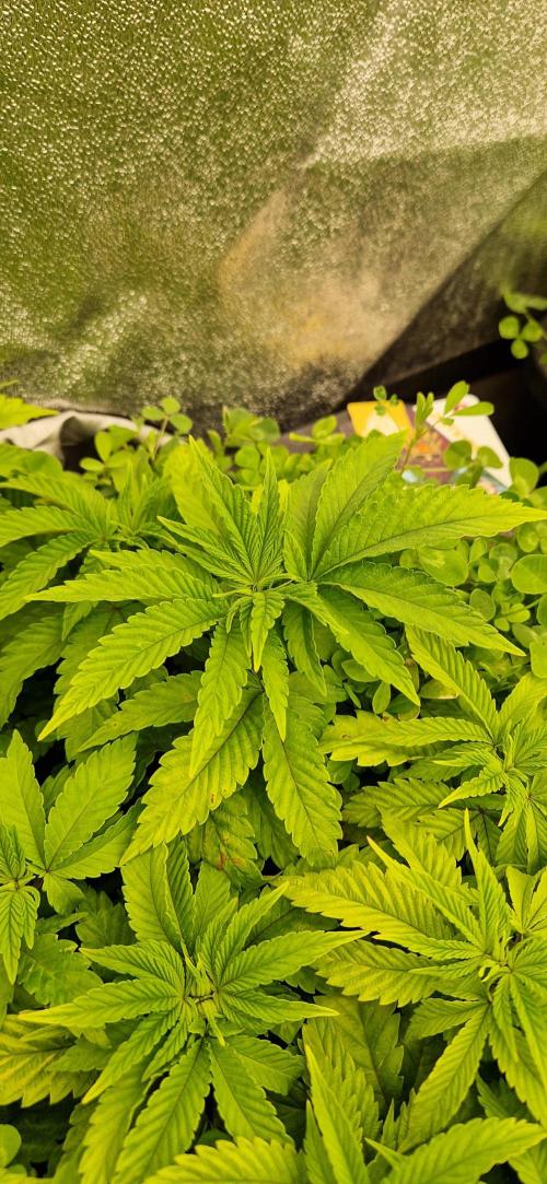 King Louis grow 2x. Week 7 - 23.12