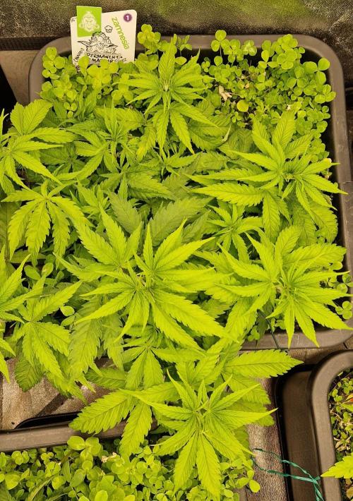 Projekt Permanent Marker 2x. Week 7 - 17.12