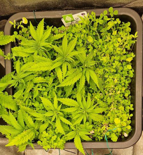 Projekt Permanent Marker 2x. Week 7 - 17.12