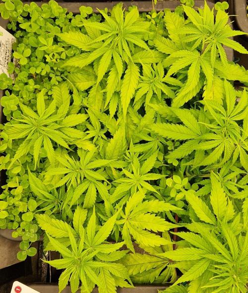 Projekt Permanent Marker 2x. Week 7 - 20.12