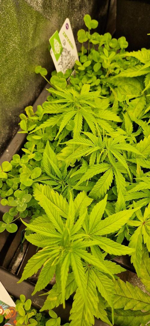 Projekt Permanent Marker 2x. Week 7 - 20.12