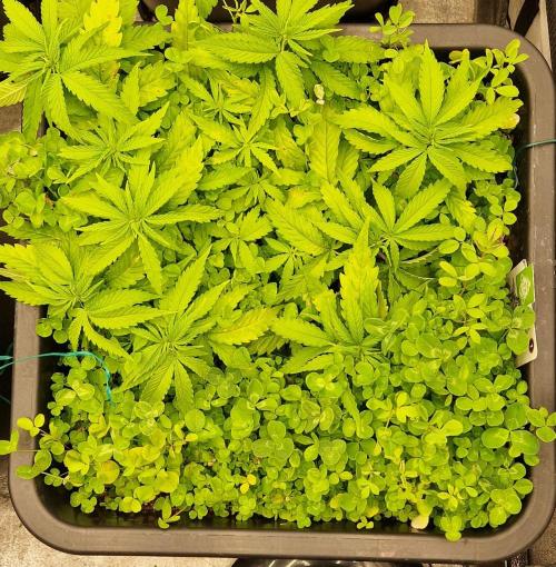 Projekt Permanent Marker 2x. Week 7 - 23.12