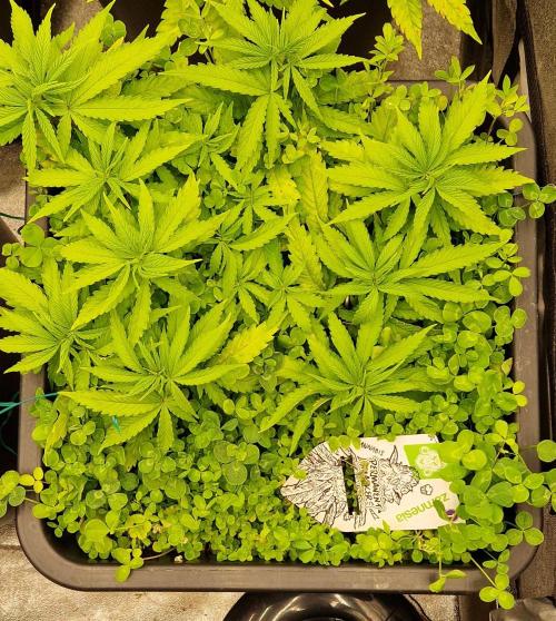 Projekt Permanent Marker 2x. Week 7 - 23.12