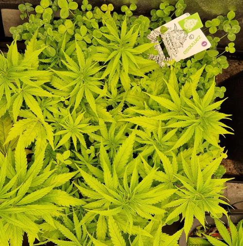 Projekt Permanent Marker 2x. Week 7 - 23.12