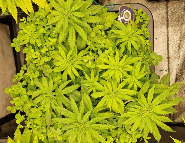 Wedding Cake Super Strains. Week 7 - 25.12