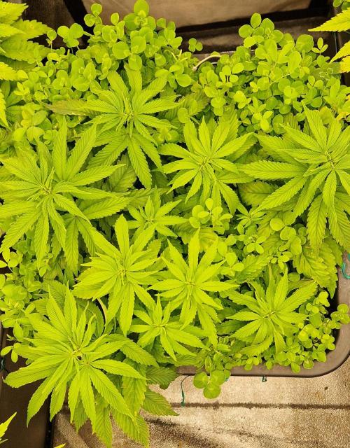 Wedding Cake Super Strains. Week 7 - 25.12