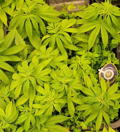 Wedding Cake Super Strains. Week 7 - 30.12