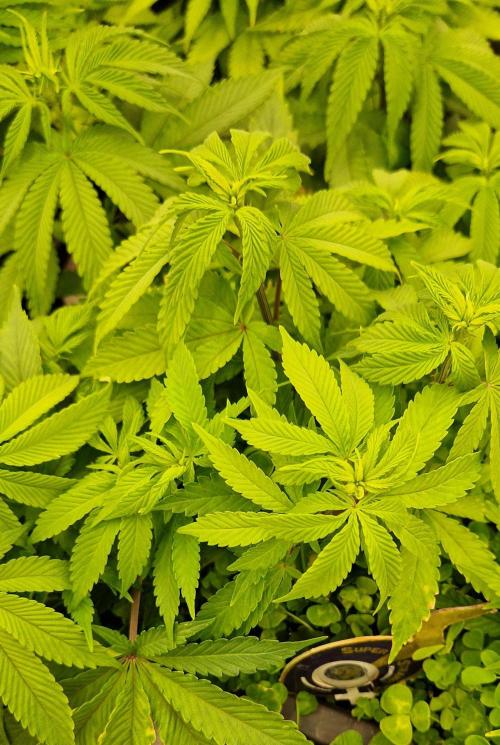 Wedding Cake Super Strains. Week 7 - 30.12